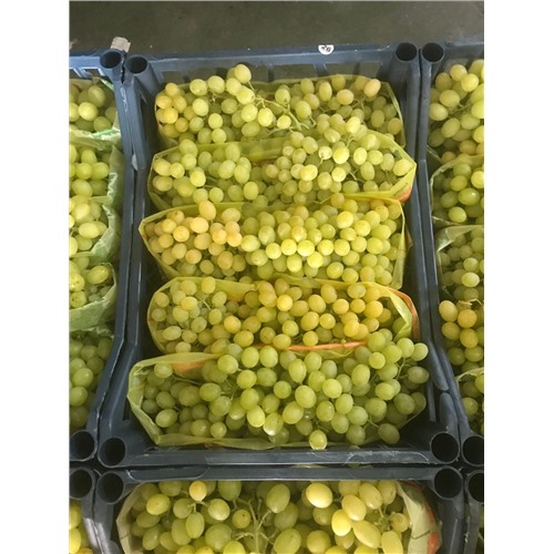 Продам Виноград оптом,сорт Султани,Турция