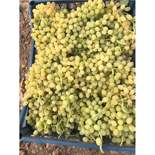 Продам Виноград оптом,сорт Султани,Турция