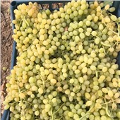 Продам Виноград оптом,сорт Султани,Турция