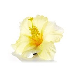 Заколка-крокодильчик "Cветло-желтый гибискус" / Light YELLOW Hibiscus hairpin