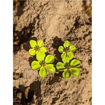 INGLESITA 60 fluor amarillo+Pendientes flores PA37368 limón АКЦИЯ