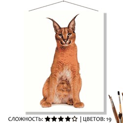 «КАРАКАЛ»