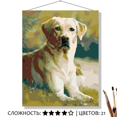 «ЛАБРАДОР НА ЛУЖАЙКЕ»