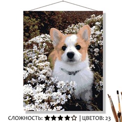 «МАЛЕНЬКИЙ КОРГИ»