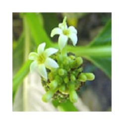 Чай из сушёных плодов Нони 75 гр / Noni tea 75 gr