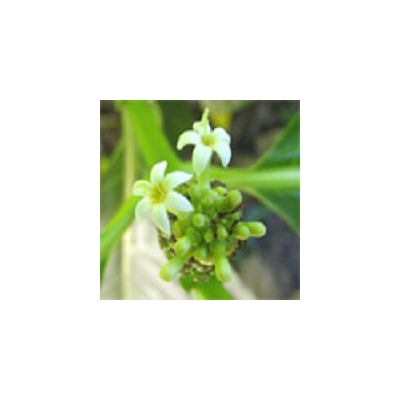 Чай из сушёных плодов Нони 75 гр / Noni tea 75 gr