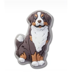 Bernese Mountain Dog Puppy
