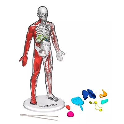 Discovery #MINDBLOWN CLOSEOUT! 3D Human Anatomy 28-Piece Biology Model