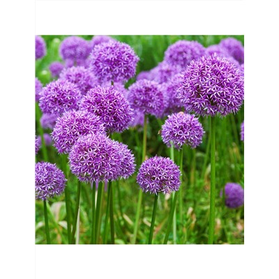 Платок KSH8-2831-9
