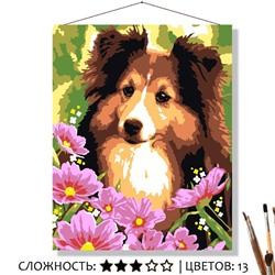«КОЛЛИ»
