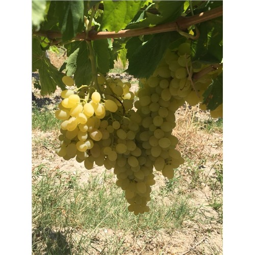 Продам Виноград оптом,сорт Султани,Турция