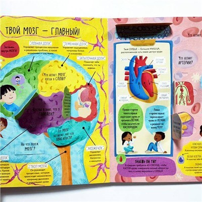 Развивающая книга "Тело человека" с окошками