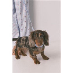 Correa perro azul cerezas