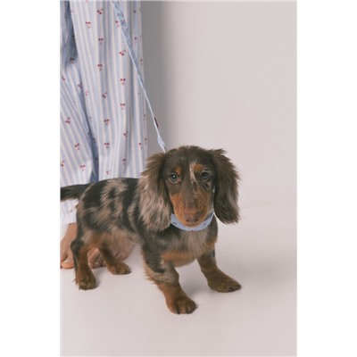 Correa perro azul cerezas