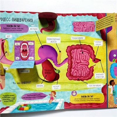 Развивающая книга "Тело человека" с окошками