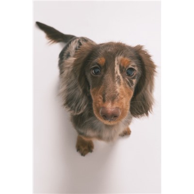 Pijama camisero largo 100% algodón estampado rayas y perritos