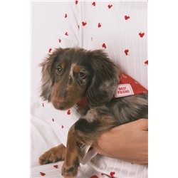 Bandana perro roja corazones