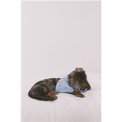 Bandana perro azul cerezas