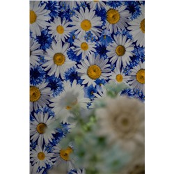 Скатерть Ромашковое поле