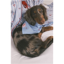 Bandana perro azul cerezas