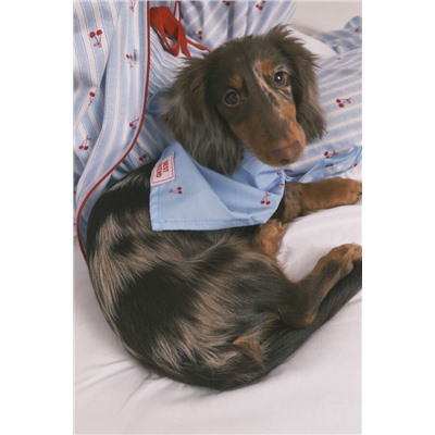 Bandana perro azul cerezas