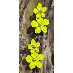 Ab.Zapatos 320 · Limón+Pendientes flores PA3768 Limón