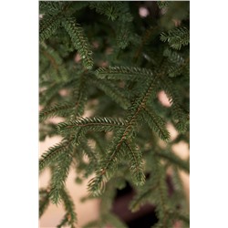 Ель искусственная Эми на штамбе 1,7 м