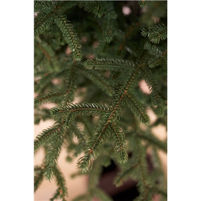 Ель искусственная Эми на штамбе 1,7 м