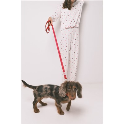 Conjunto de correa y collar