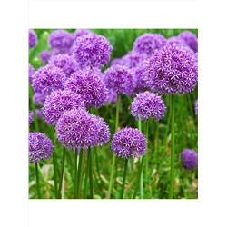 Платок KSH8-2831-9