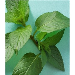 Minty Lip Balm Variety Pack