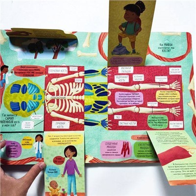 Развивающая книга "Тело человека" с окошками