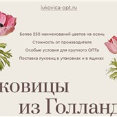 https://lukovica-opt.ru/. Продажа оптом голландских луковиц и корней от производителей