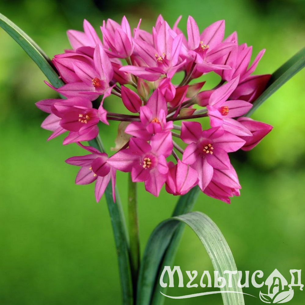 Луковичные растения. Аллиум горолюбивый / Островского Allium oreophilum. Аллиум ostrowskianum. Луковичные аллиум. Allium oreophilum (лук горолюбивый).